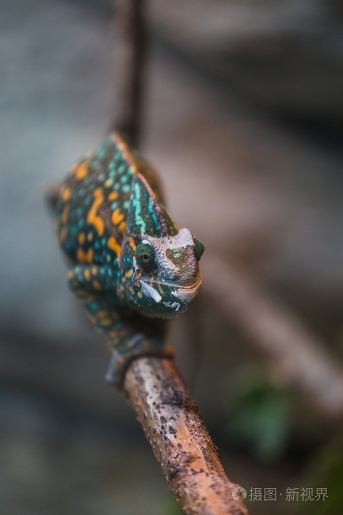 高冠的变色龙蜥蜴