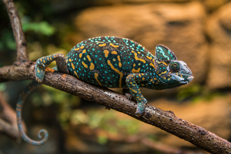 高冠的变色龙蜥蜴照片