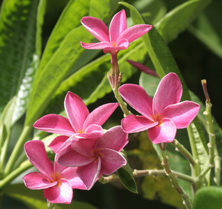 粉红色梅香鲜花