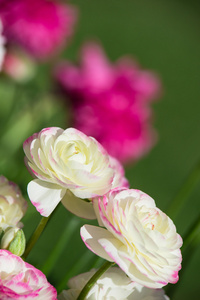 在春天盛开的白色和粉红色的毛茛花