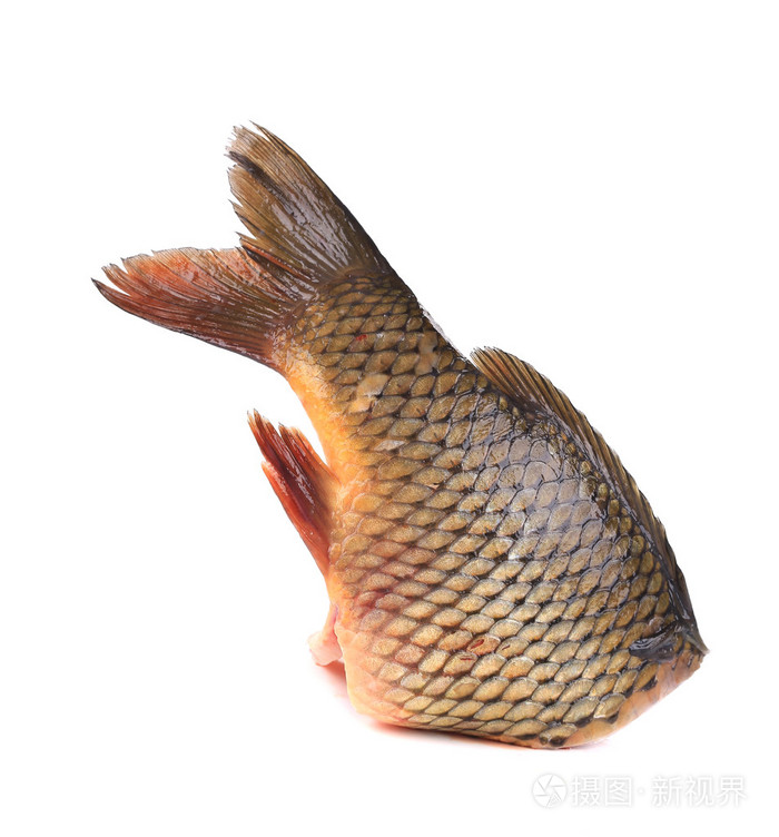 新鲜鲤鱼鱼尾巴
