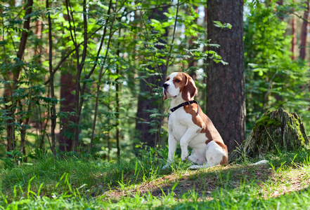 在森林里的小猎犬