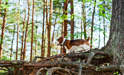 在森林里的小猎犬