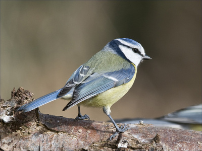 鸟蓝雀小于大以牙还牙和蓝在他的头上照片
