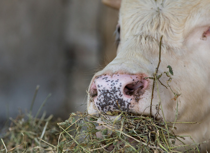 反刍动物营养牛嚼照片