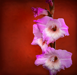粉红色 glaudiolus 花