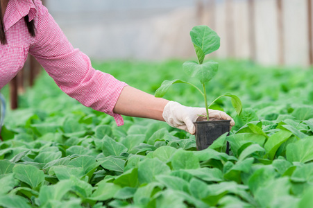 女人园丁以上绿色种植园持有一只花盆的特写