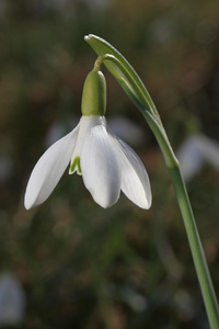 雪花莲