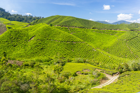 茶植物景观