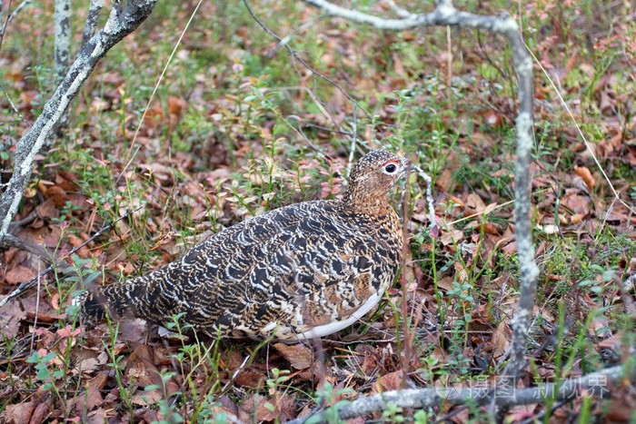 鹧鸪在针叶林中的细节
