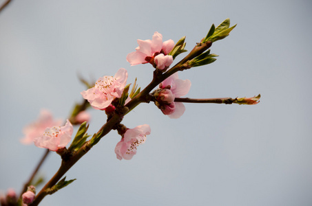 桃花