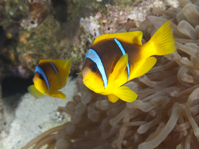 红海 anemonefish