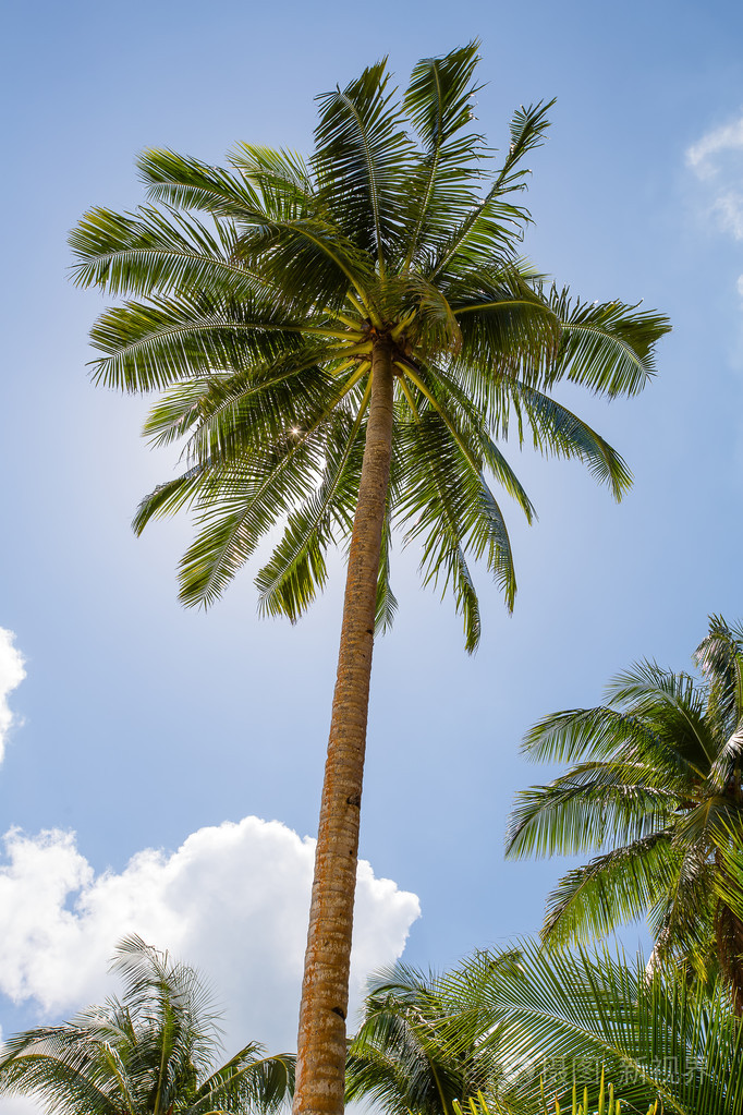 椰子棕榈树全景视图从高高的楼