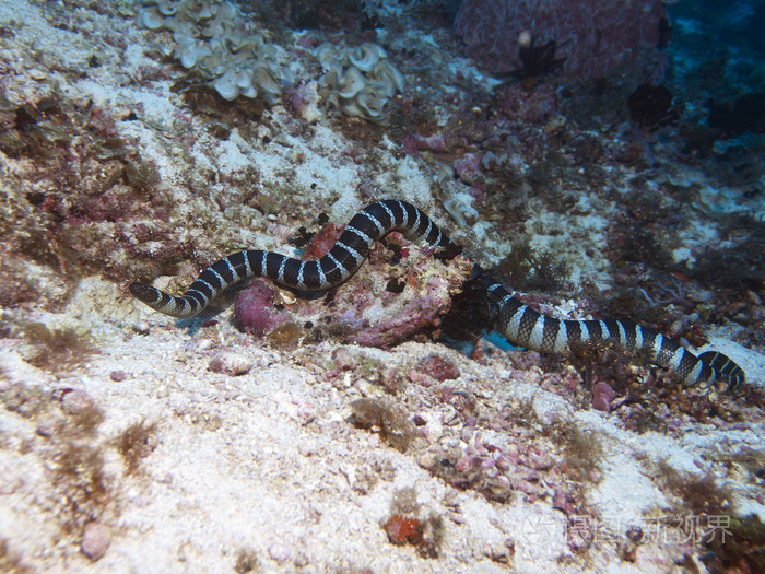 巨环带状的海蛇