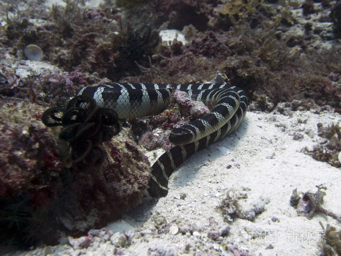 巨环带状的海蛇