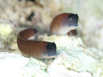 阿隆 blenny