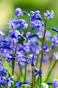 风信子花