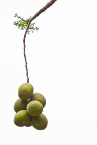 有机绿色橄榄 tree.scientific 名称 杜英 hygrop