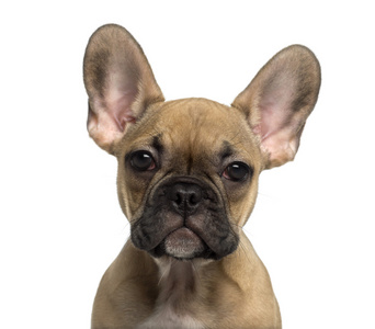 法国斗牛犬的特写镜头一只法国斗牛犬小狗看着相机的特写镜头照片