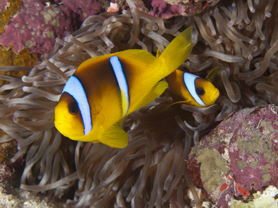 红海 anemonefish