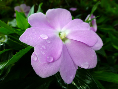 水露上紫色的小花