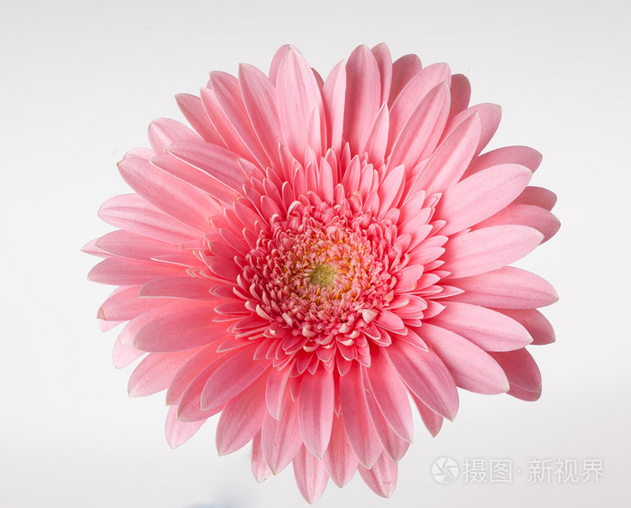 孤立的粉色非洲菊