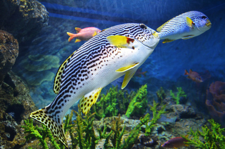 关闭了摄影的海水鱼游在深蓝色的见照片