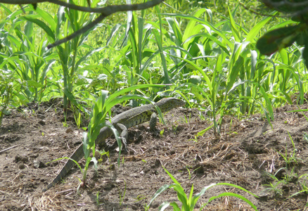 巨大的绿色蜥蜴，在草丛中。坦桑尼亚的