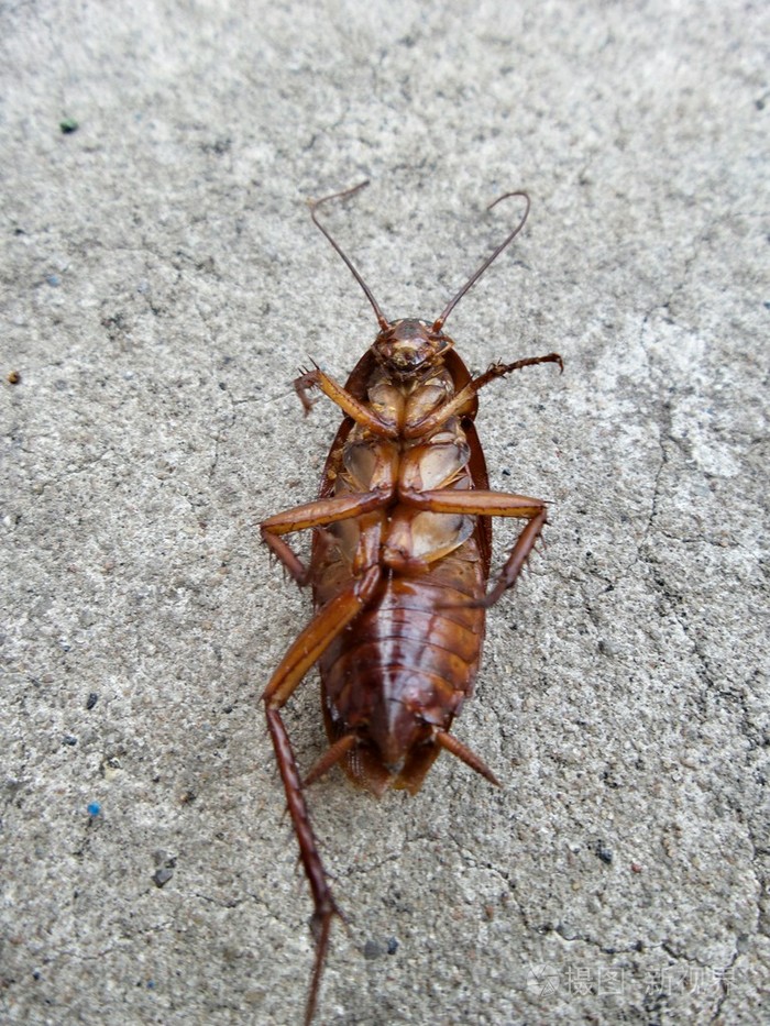 大蟑螂照片图片