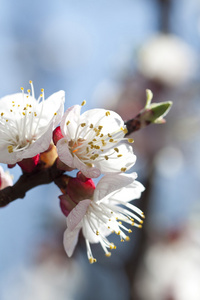 群花