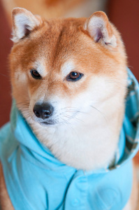 蓝色夹克 shiba inu 狗的肖像