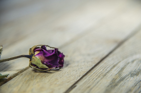 干木 floor1 上的紫玫瑰