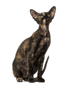 peterbald 小猫坐着，望着