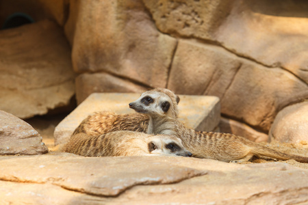 猫鼬或 suricate，suricata suricatta