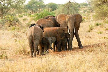 大象保护婴儿