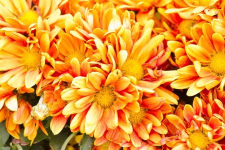 橘黄色的菊花花朵背景