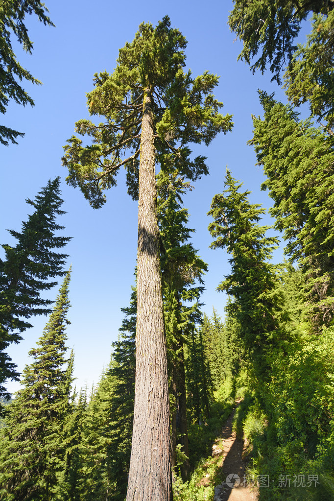 高大的松树在山上