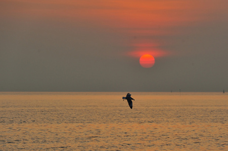海鸥飞行日落