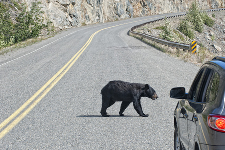 在阿拉斯加英国哥伦比亚过马路一只黑熊