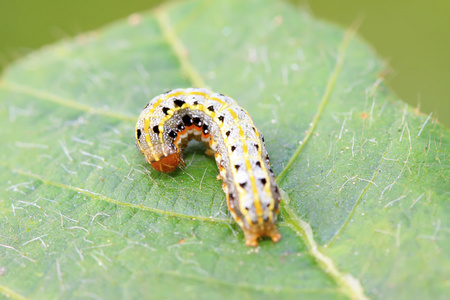 蝴蝶昆虫幼虫照片