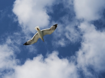 海鸥，空气，天空，云彩...自由