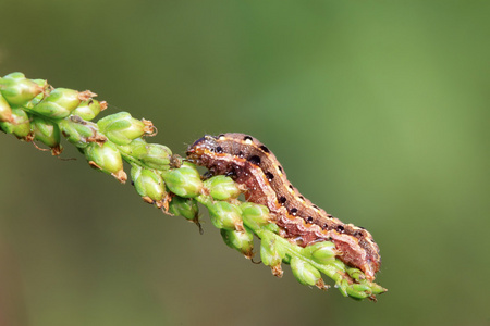 蝴蝶昆虫幼虫