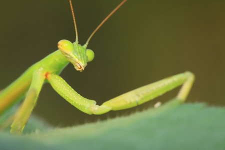 大刀螳螳螂照片