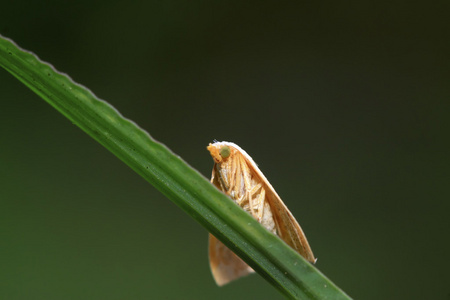 蛾类昆虫