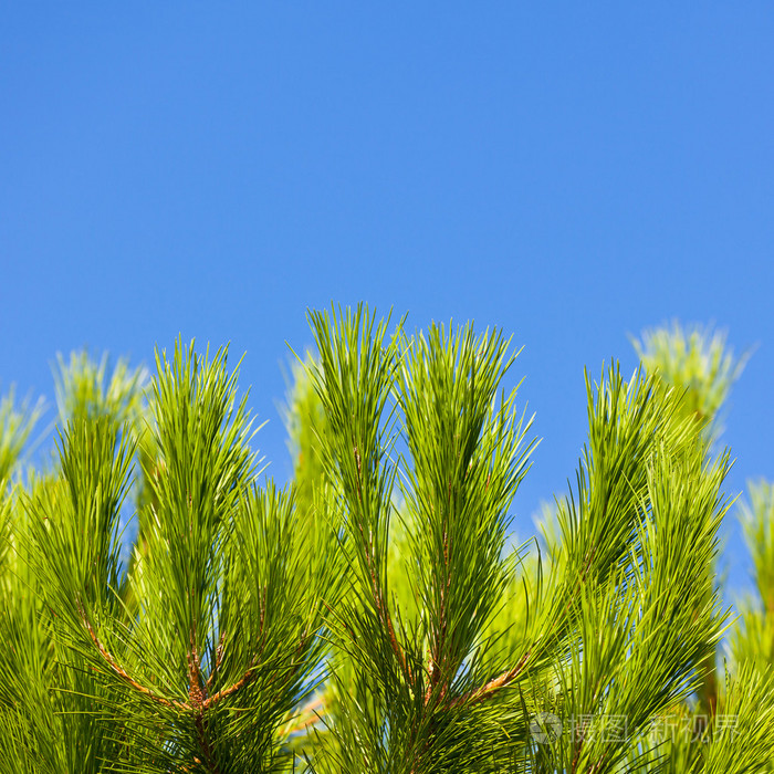 绿色的小松树早午餐