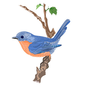 鸟橙蓝枝灌木