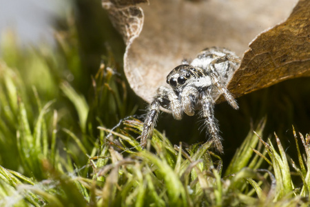 斑马蜘蛛的肖像Salticus风景