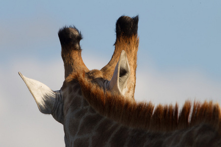 长颈鹿野生动物自然