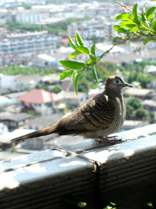 阳台上的鸽子图片