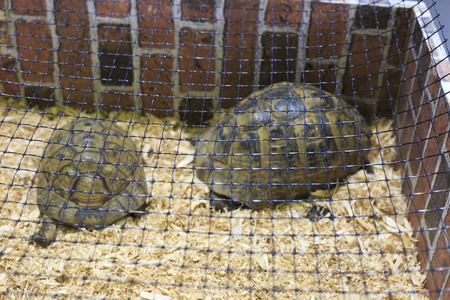 两只陆龟 hermanni 乌龟